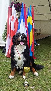 XXV Międzynarodowa Wystawa Psów Rasowych - Łódź, International Dog Show - Łódź, 14.05.2017